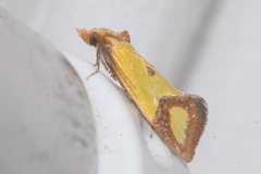 Agapeta zoegana