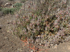 Cotyledon papillaris
