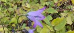 Campanula rapunculus