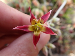 Cotyledon papillaris