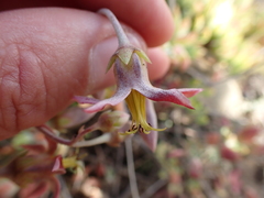 Cotyledon papillaris