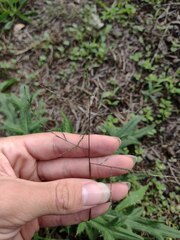 Digitaria velutina
