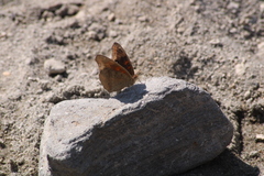 Junonia nigrosuffusa
