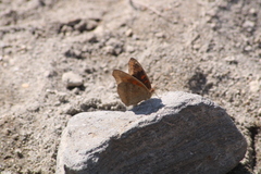 Junonia nigrosuffusa