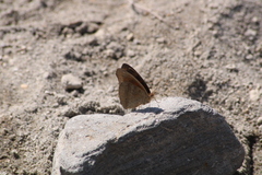 Junonia nigrosuffusa
