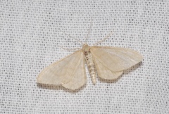 Idaea deversaria