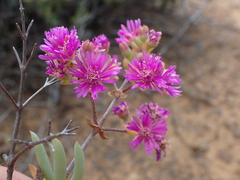 Ruschia pungens