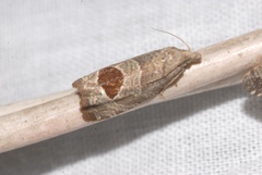 Notocelia uddmanniana