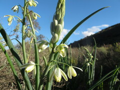 Albuca canadensis