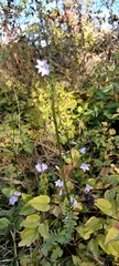 Campanula rapunculus