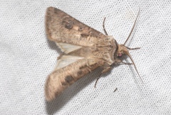 Agrotis clavis