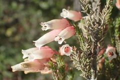Erica recta