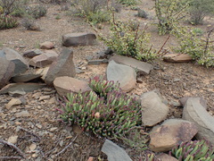 Cylindrophyllum calamiforme