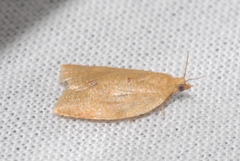 Clepsis consimilana