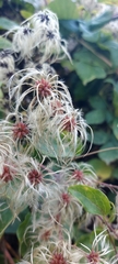 Clematis vitalba