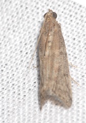 Ephestia woodiella