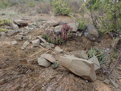 Cylindrophyllum calamiforme