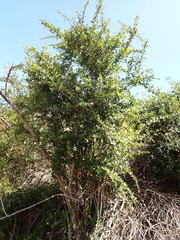 Gymnosporia nemorosa