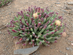 Cylindrophyllum calamiforme