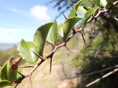 Gymnosporia nemorosa