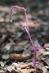 Epipactis microphylla