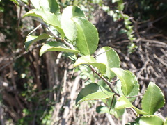 Gymnosporia nemorosa