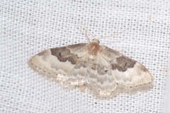 Idaea rusticata