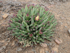 Cylindrophyllum calamiforme