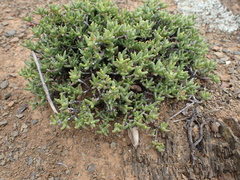 Ruschia complanata