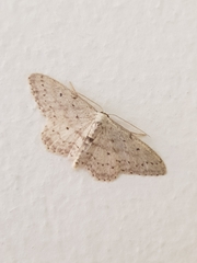 Idaea minuscularia