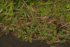Chloris divaricata cynodontoides