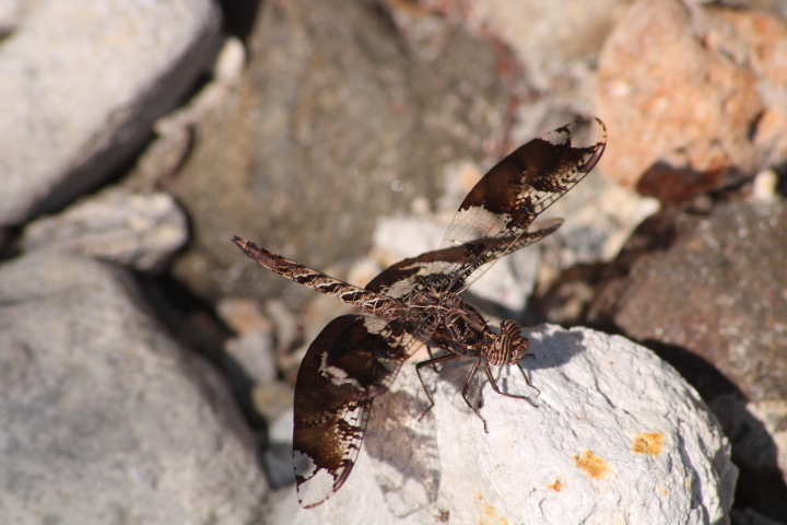 Filigree Skimmer
