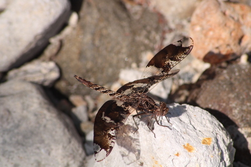 Filigree Skimmer
