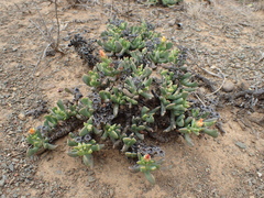 Rhombophyllum dolabriforme