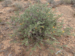 Lasiosiphon meisnerianus