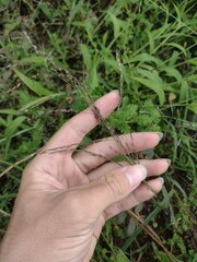 Eragrostis pectinacea