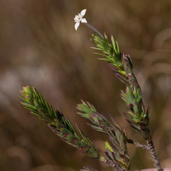 Struthiola myrsinites