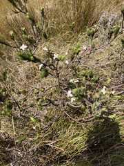 Struthiola myrsinites