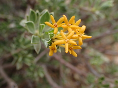 Lasiosiphon meisnerianus