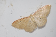 Idaea humiliata