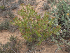 Oedera genistifolia