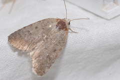 Caradrina selini