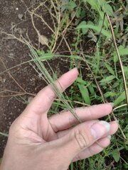 Digitaria velutina