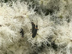 Chauliognathus lugubris