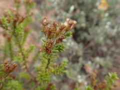 Oedera genistifolia