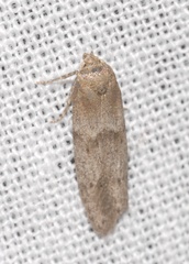 Blastobasis phycidella