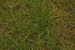 Cyperus stoloniferus