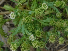 Acicarpha tribuloides