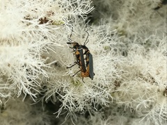 Chauliognathus lugubris