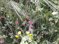 Chironia melampyrifolia